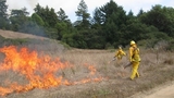 Fire Vegetation Management