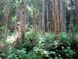 Tall skinny trees with foliage