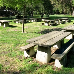 Maple picnic tables