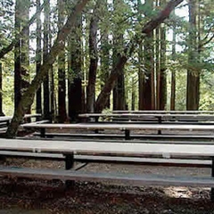 Redwood picnic area