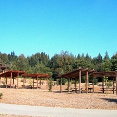 Sequoia Day Camp