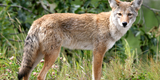 Wild coyote in Alaska