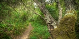 Live Oak Nature Trail