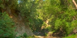 Shaw Flat Trail at Pescadero Creek Park