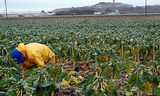 farm worker harvesting Brussels sprouts